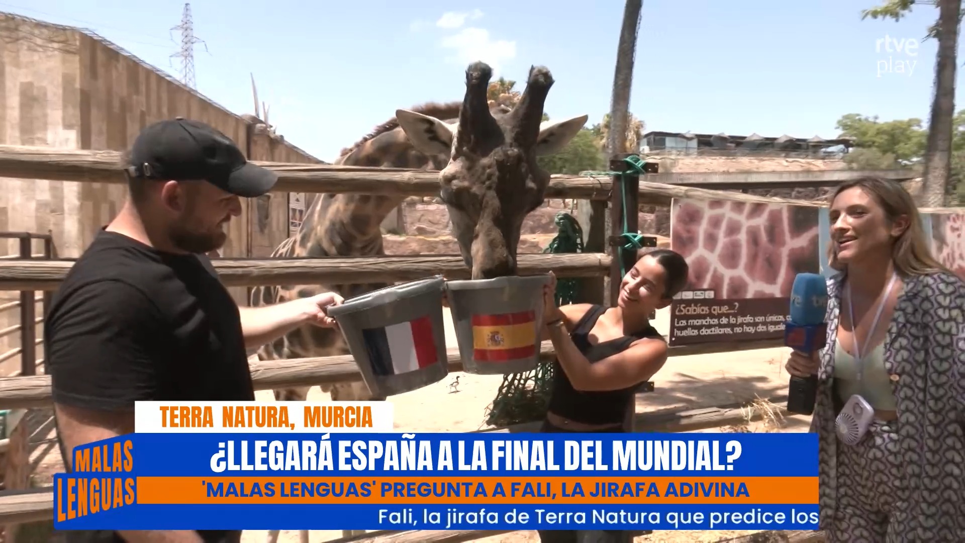 La jirafa Fali predice la victoria de España contra Francia en semifinal