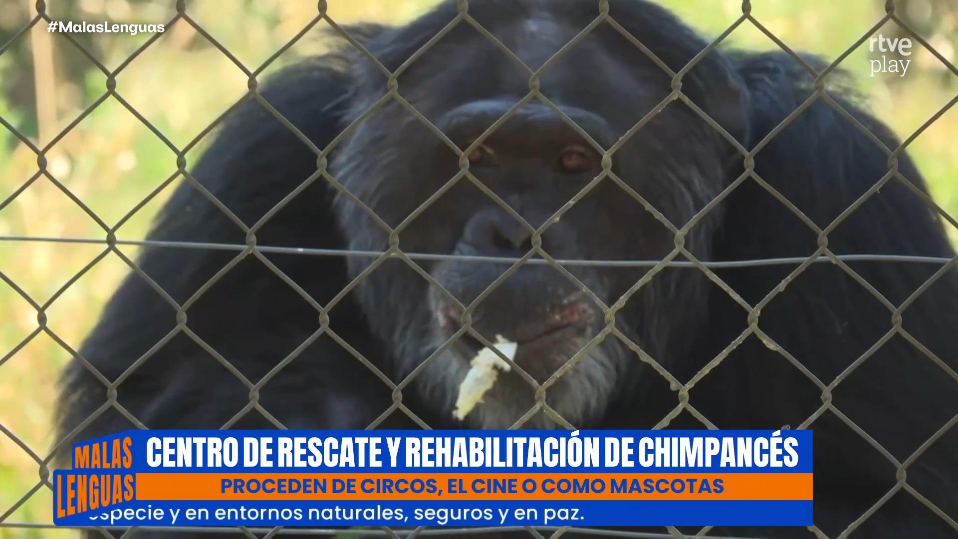 Fundación Mona rehabilita chimpancés traficados y les ofrece una segunda vida