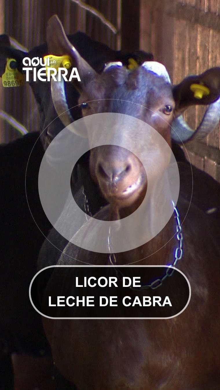 Jordi cuida 500 cabras desde hace 37 años y elabora un licor tradicional