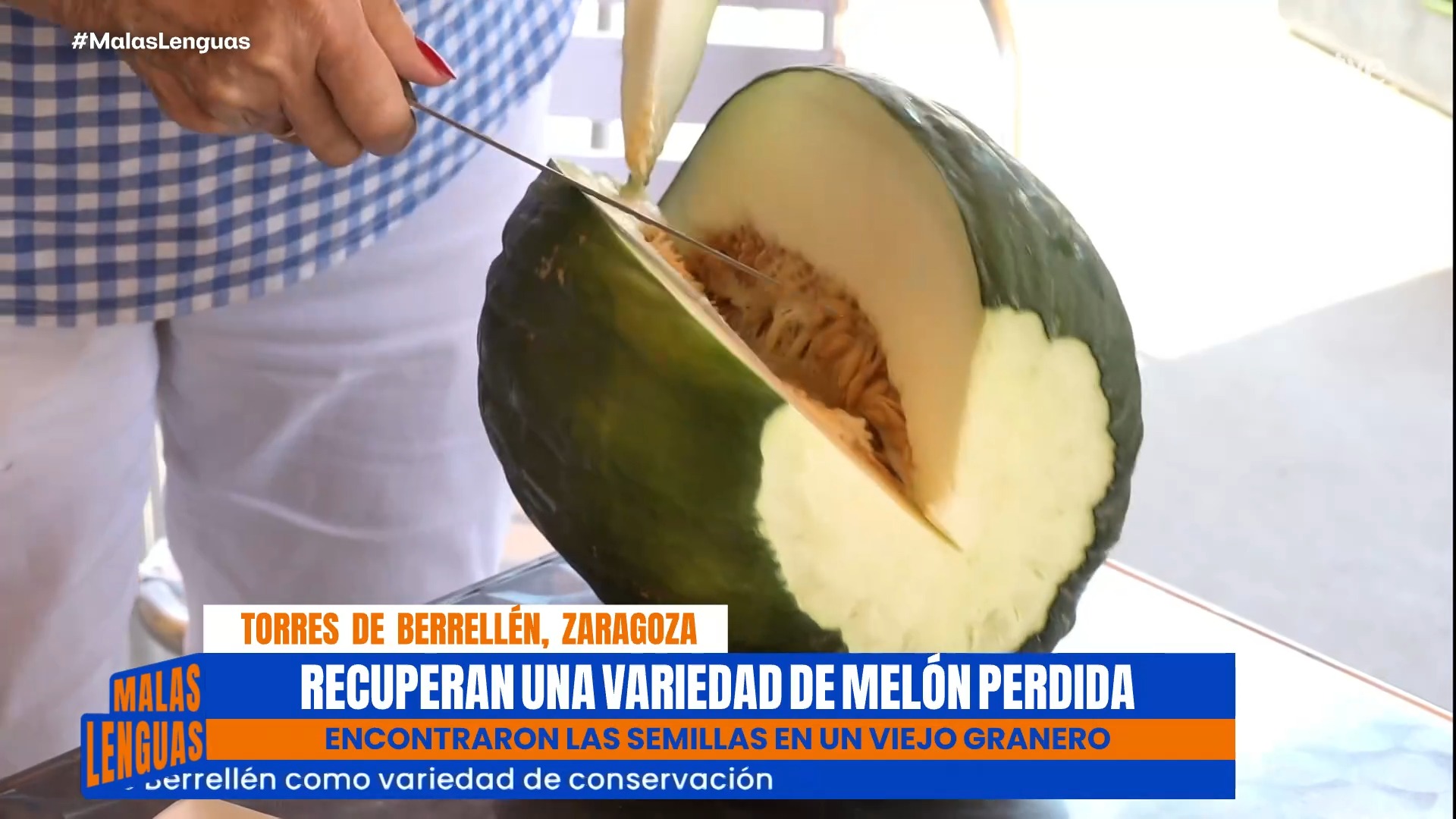 Torres de Berrellén revive el melón autóctono gracias a semillas olvidadas en un granero
