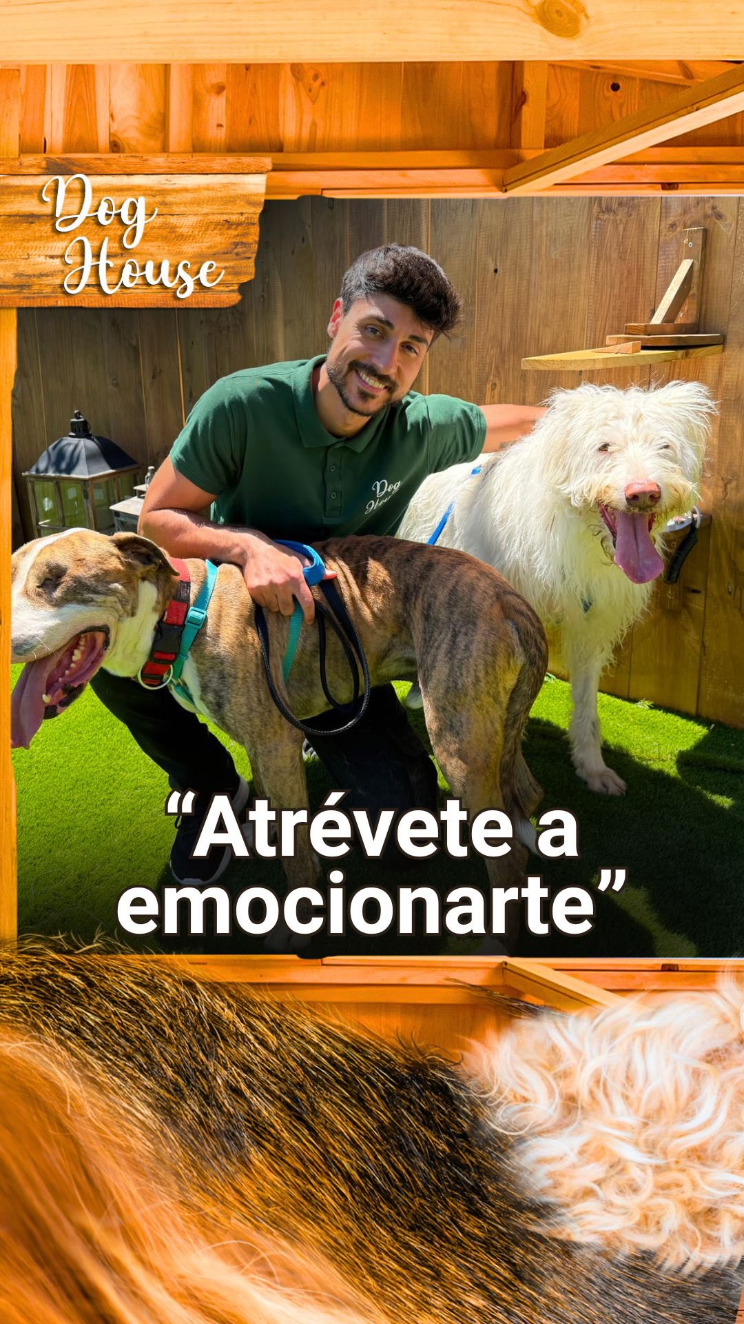 Dog House llega a La 1: perros que buscan una segunda oportunidad