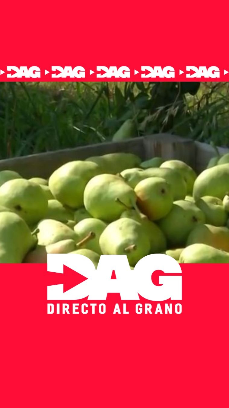 El calor extremo adelanta diez días la recogida de la pera limonera en Lleida