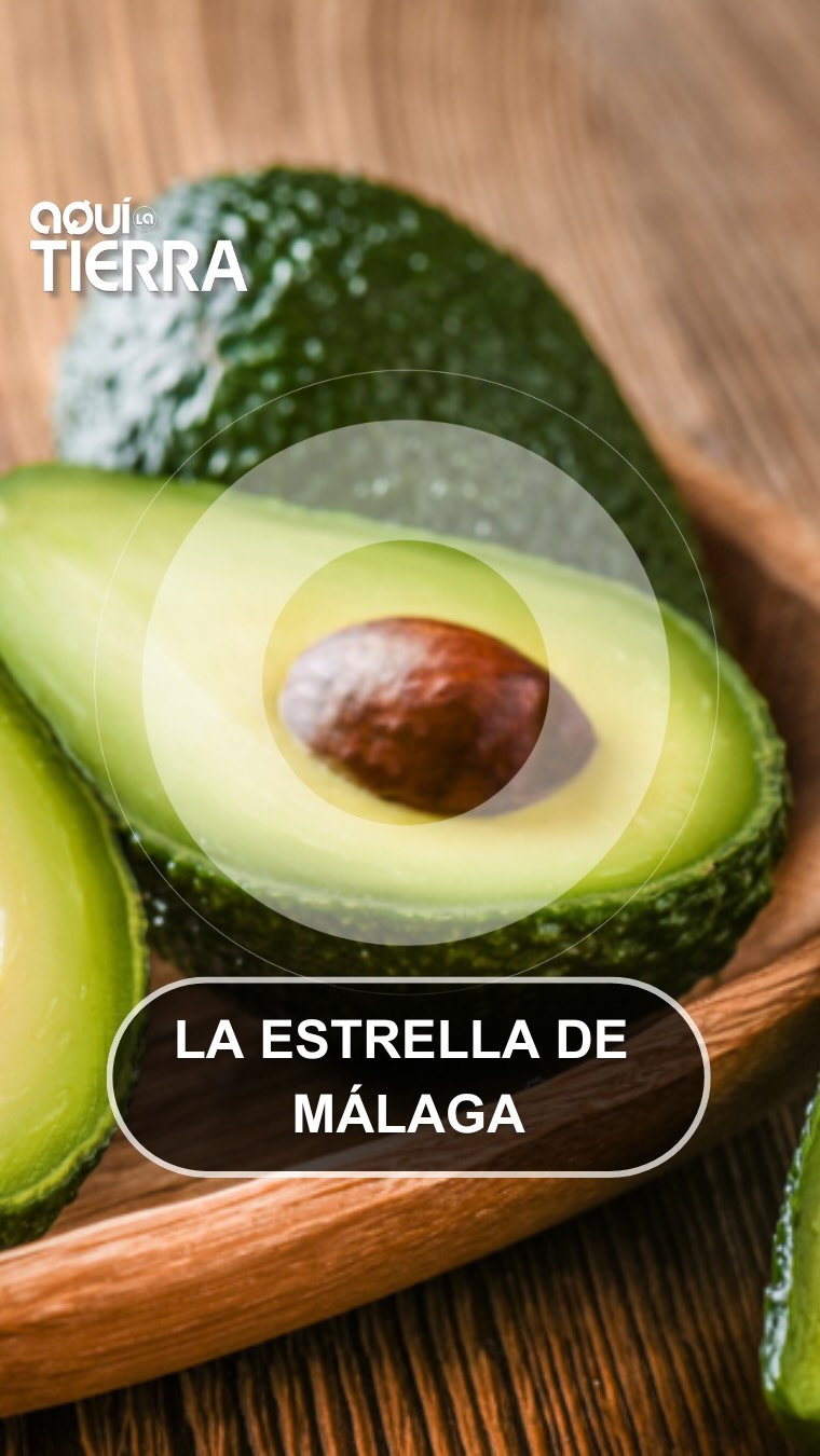 Agricultores malagueños envían 500 pedidos diarios de aguacates ecológicos