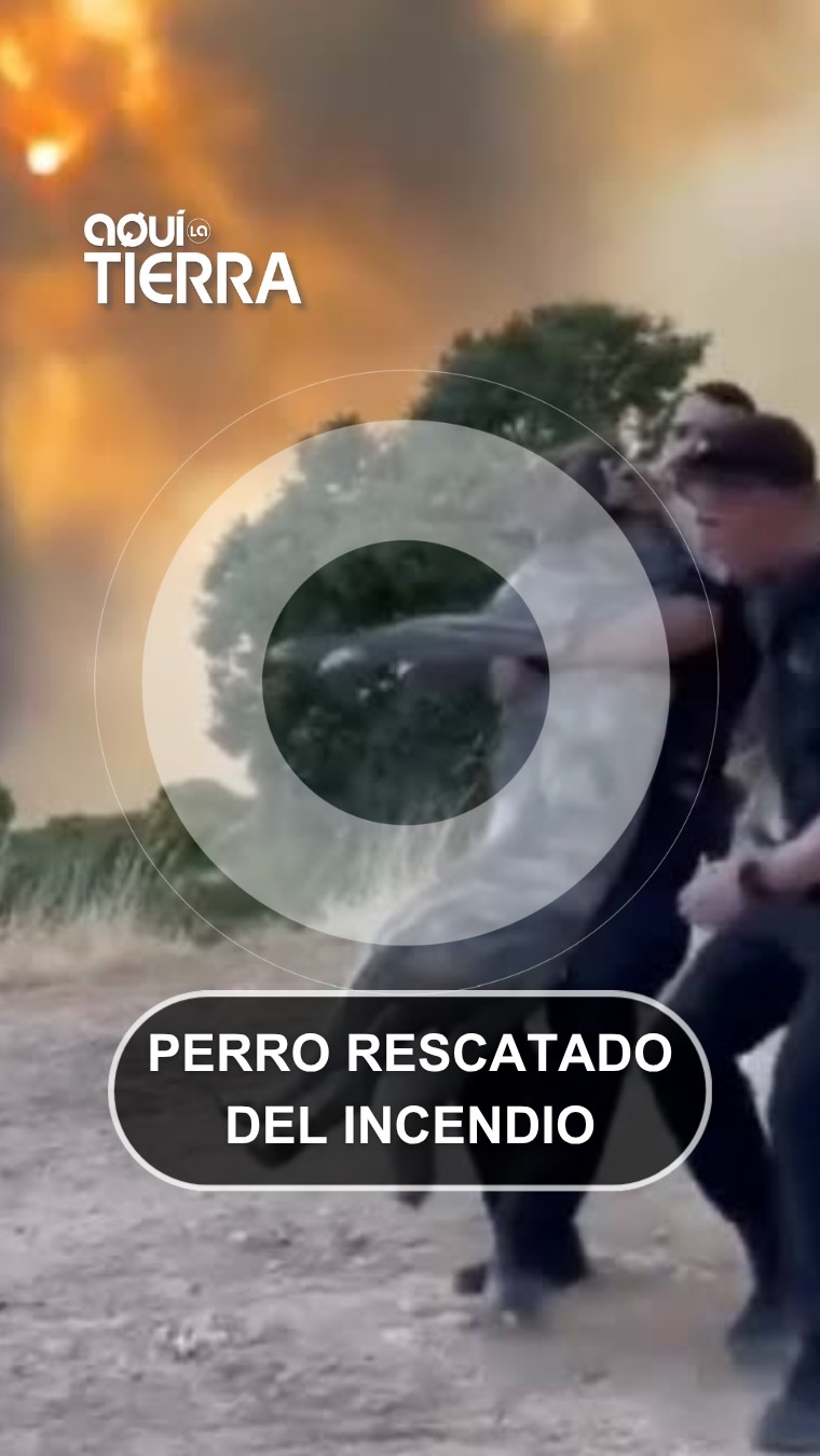 Guardia Civil rescata a un perro desorientado por el humo en Madrid
