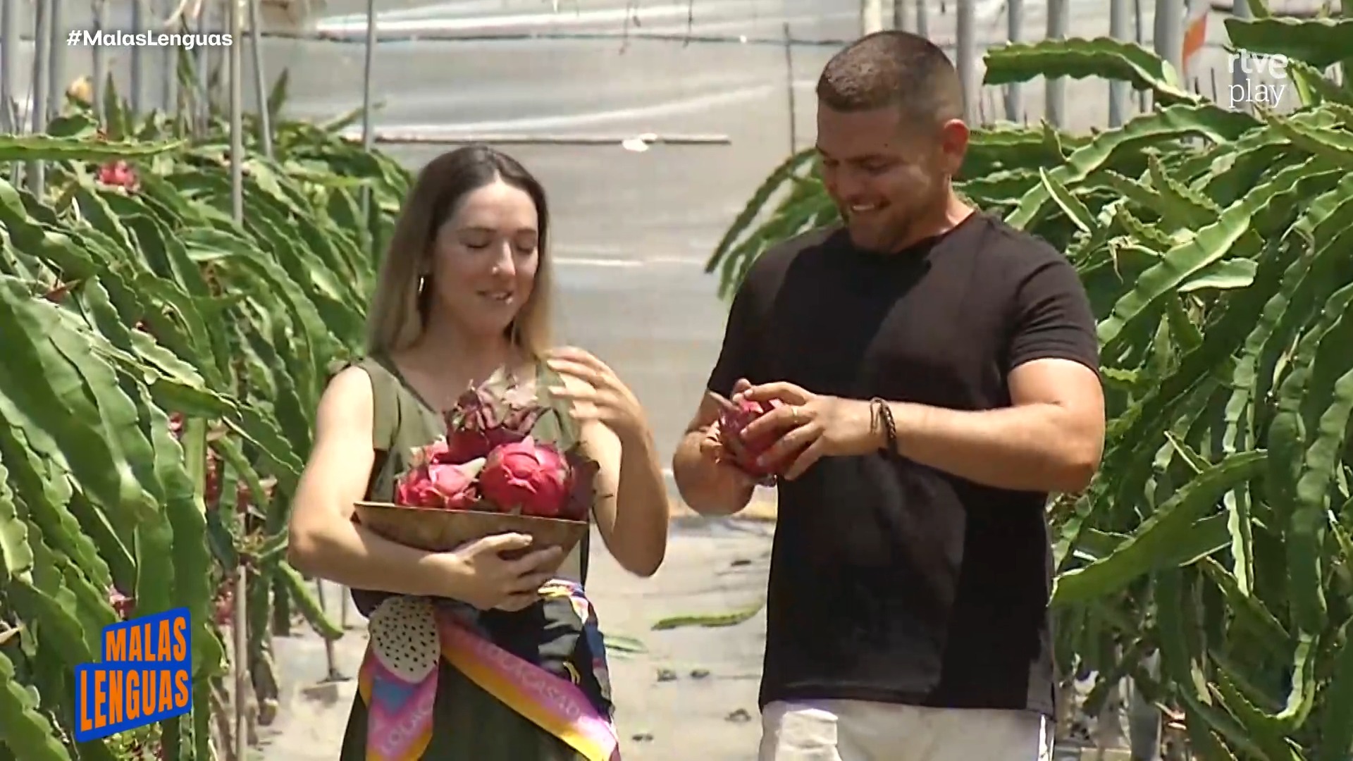 Murcia produce pitaya durante ocho meses: de junio a febrero la fruta del dragón
