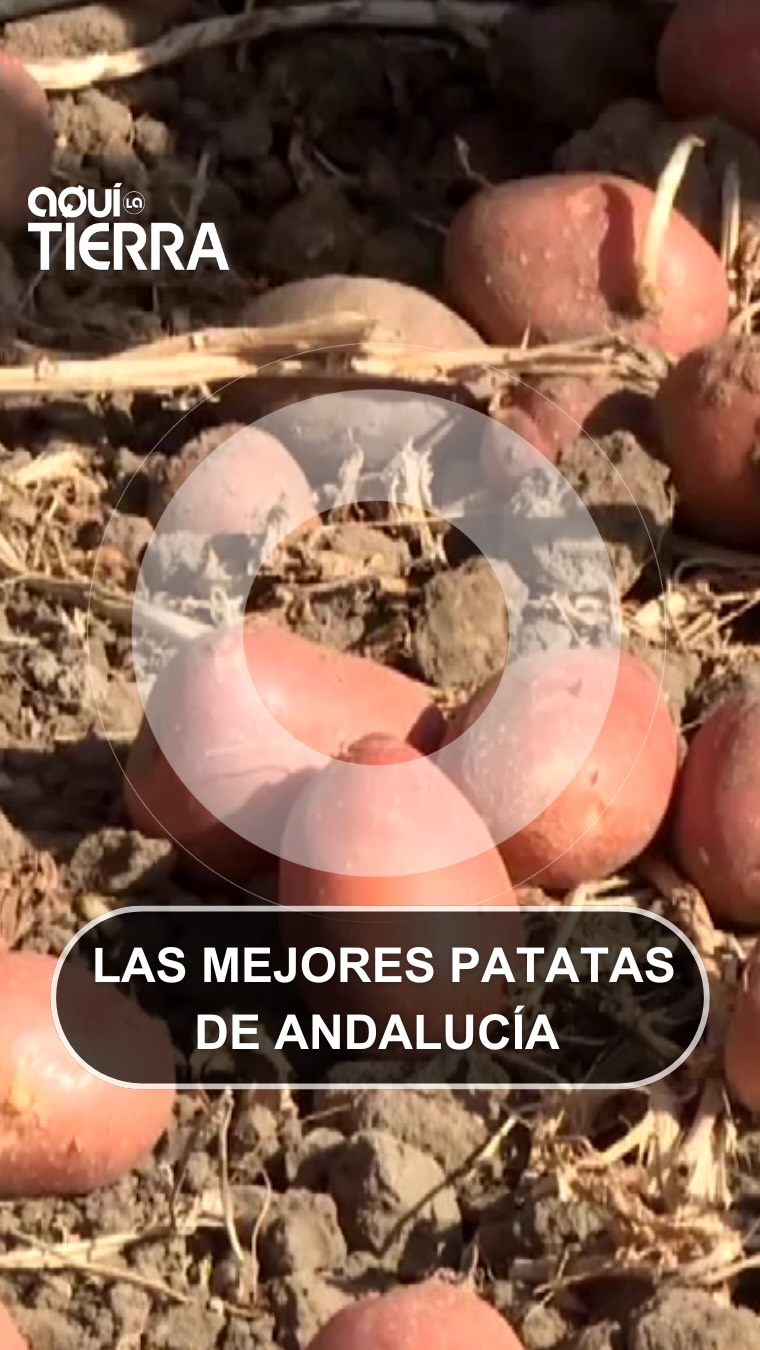 Fernando Ballesteros (ballesteros_rtve) visita este lugar de Sevilla para descubrirnos un manjar de los de antes, unas patatas de categoría que se hacen difíciles de olvidar.