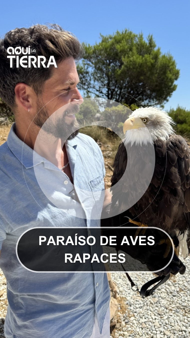 La Fundación Valle de las Águilas conserva rapaces desde hace más de tres décadas