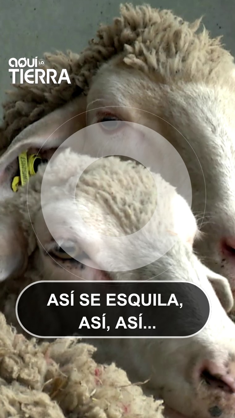 Esquilador de Patria bate récord con 277 ovejas en un solo día