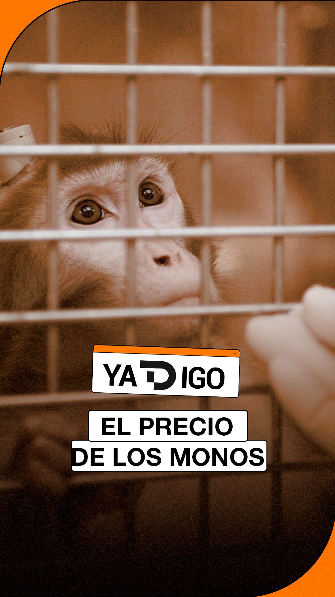 El precio de los macacos para investigación se duplica por la crisis del coronavirus