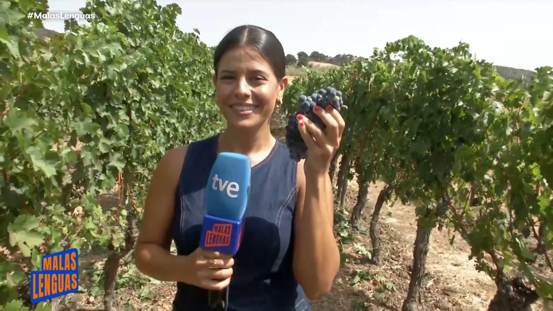 Vendimia 2026 en la Serranía de Ronda: uvas maduras listas para el vino natural
