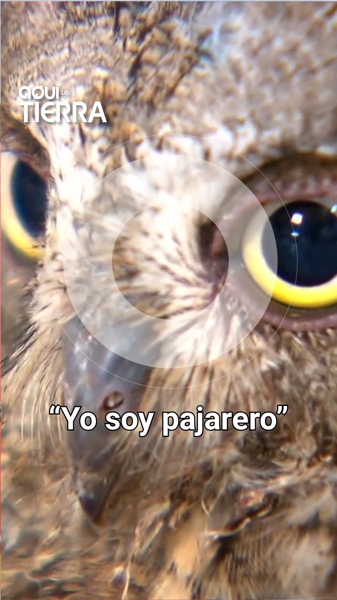 Juanra reconecta con la naturaleza en una guardería de polluelos caídos por el calor