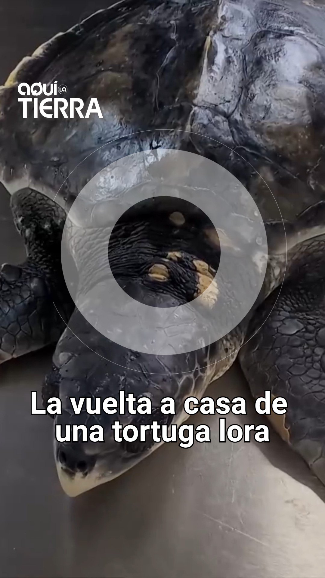 Tortuga lora rescatada en el Cantábrico vuelve al mar tras seis meses de cuidados