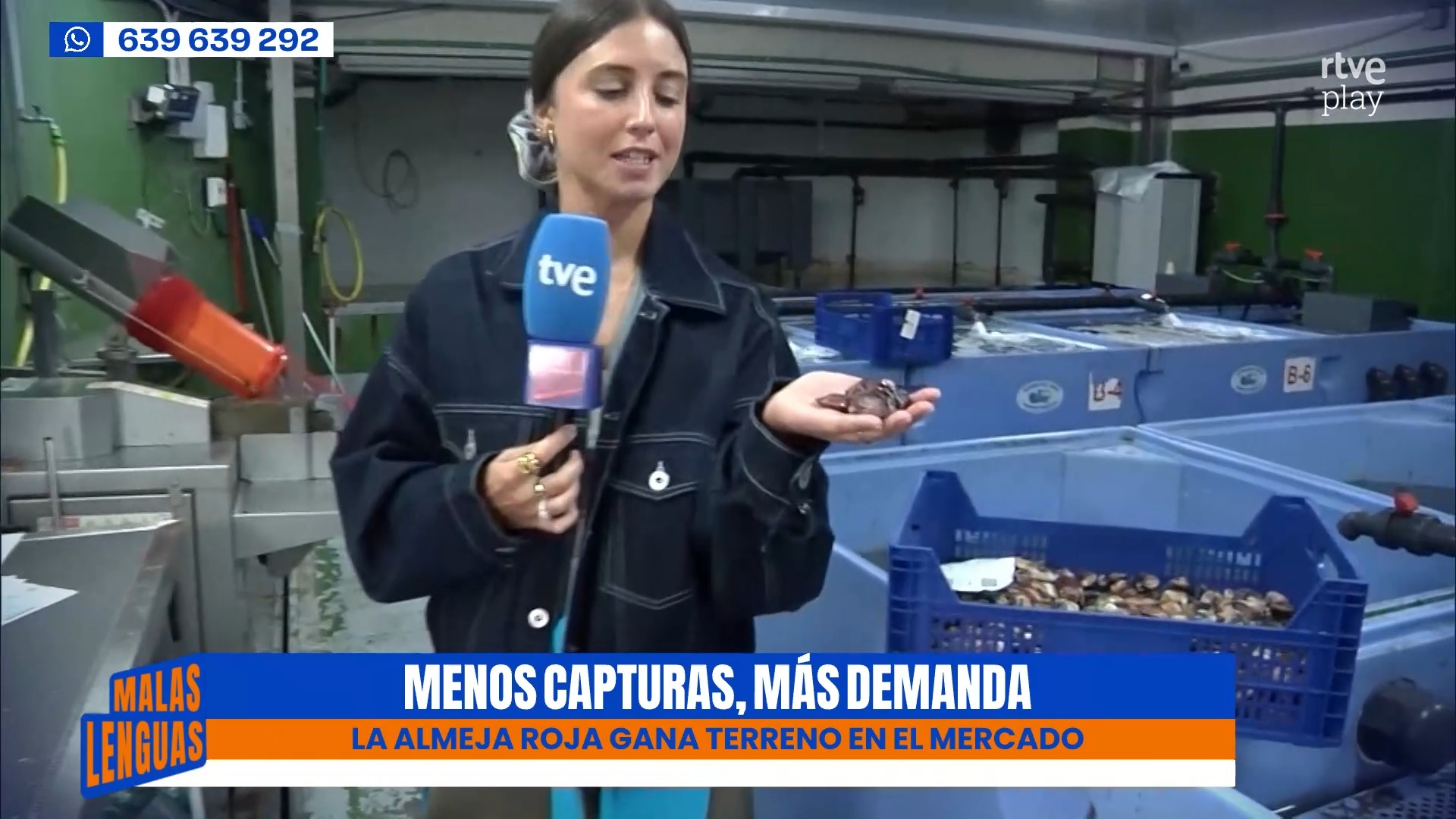 La almeja roja se impone en las Rías Gallegas por la escasez de otras especies