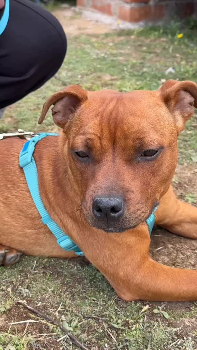 292.000 perros y gatos fueron abandonados en España durante 2024