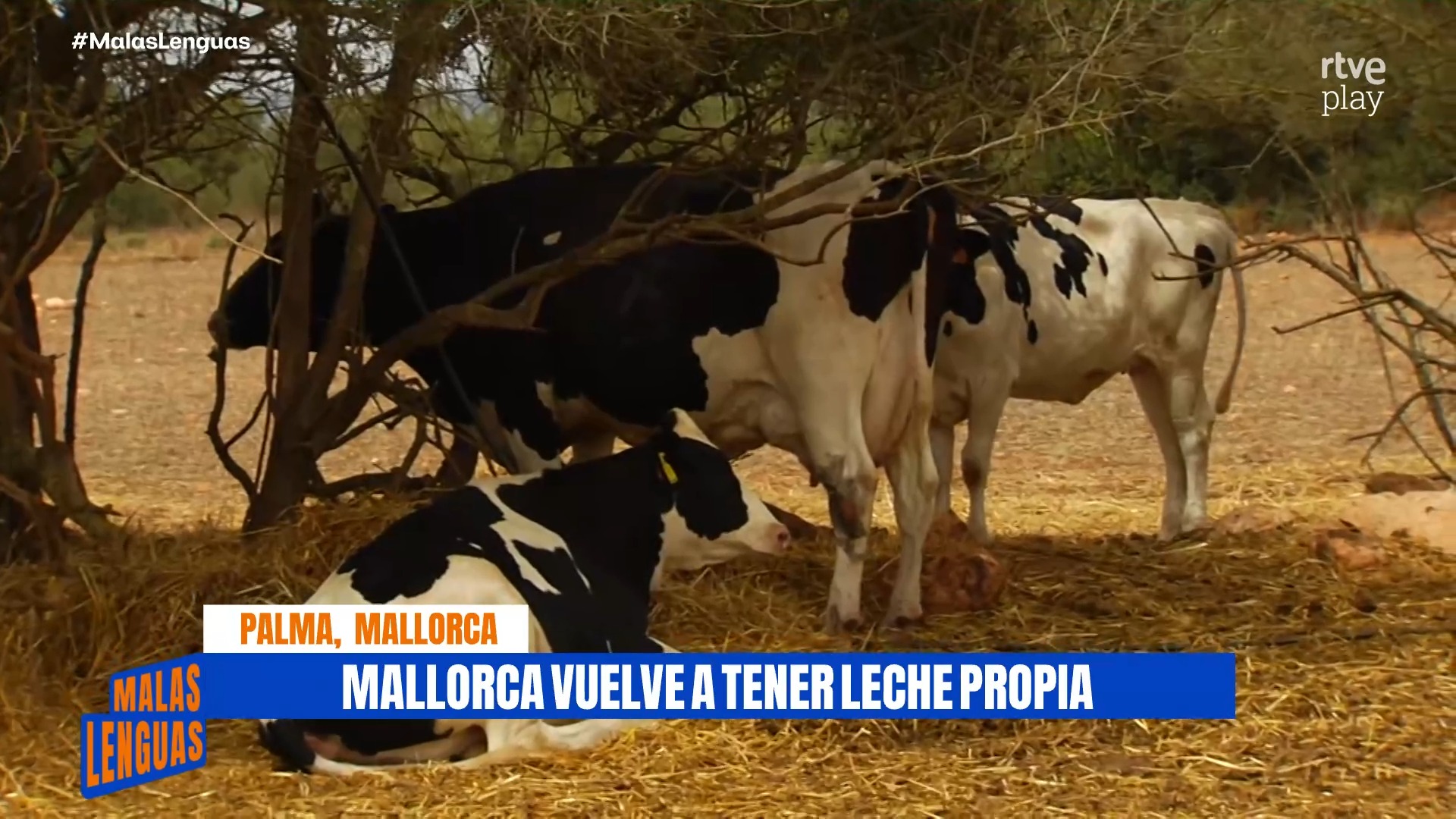 Los hermanos Benassar recuperan la producción de leche fresca en Mallorca