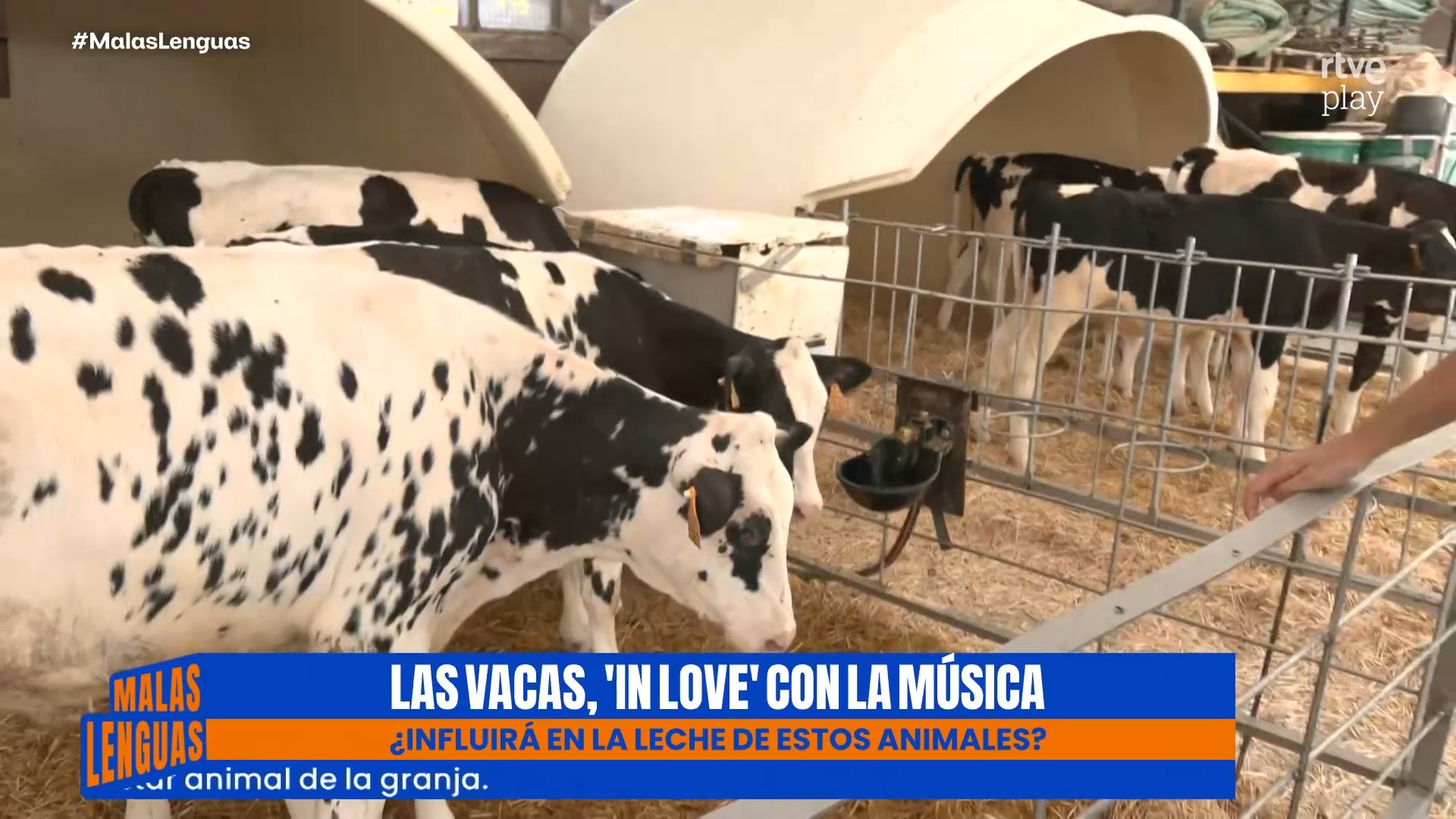 La granja La Fallera pone música clásica a sus vacas para mejorar su bienestar
