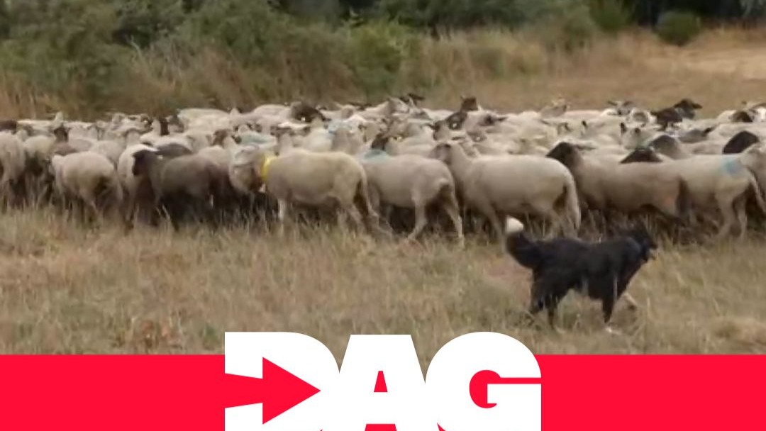 Perros pastores como Perla y Xenia hacen viable el manejo de ovejas