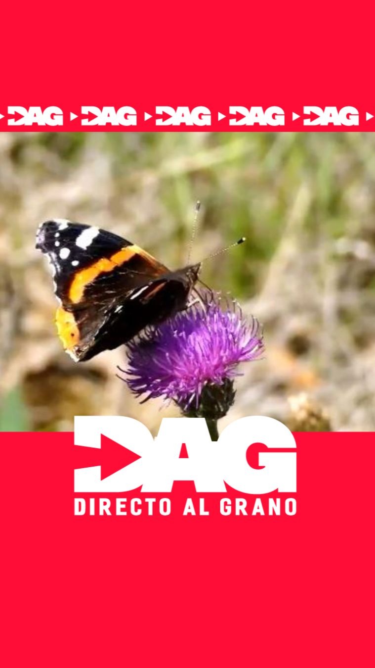 El ascenso de temperaturas obliga a las mariposas a abandonar sus hábitats