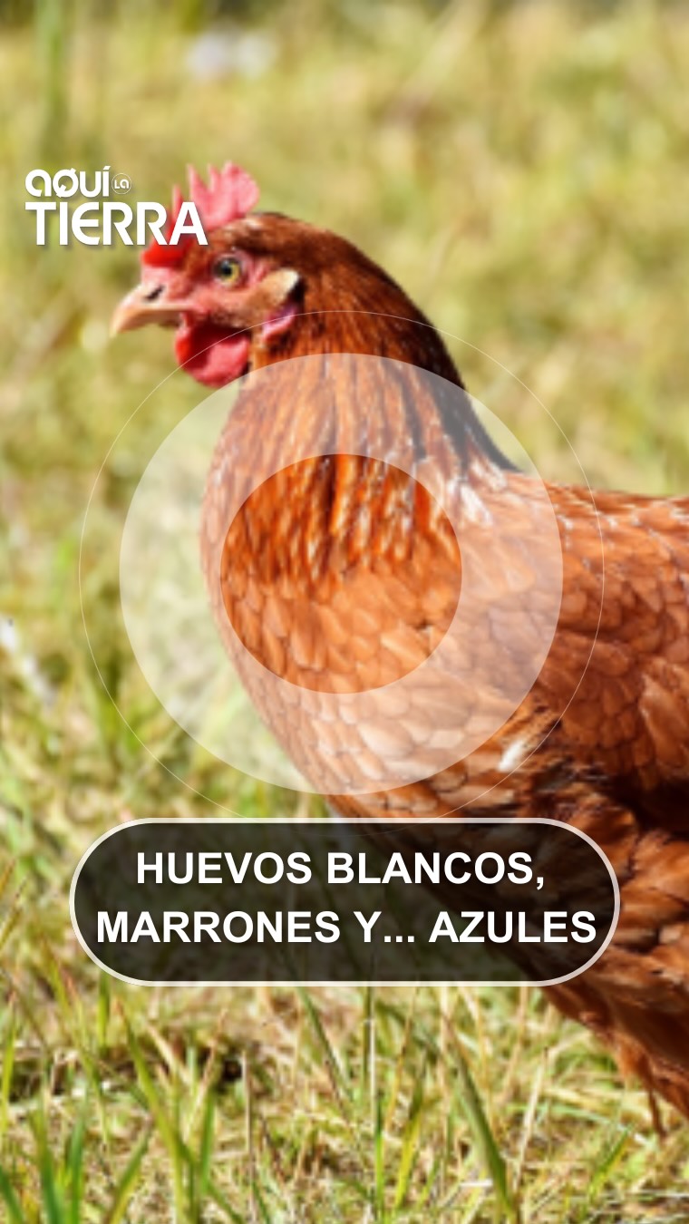 Las gallinas Loman ponen huevos azules en libertad en Canarias