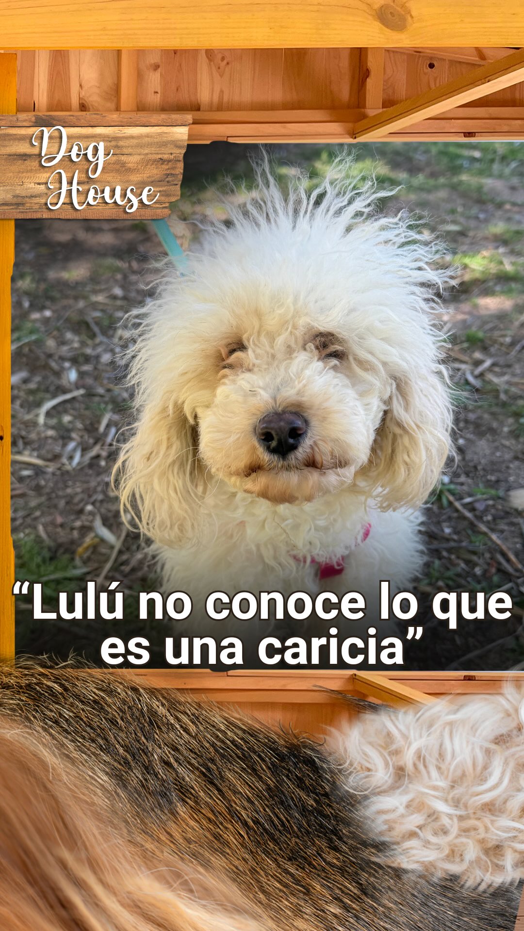 Lulú, la caniche rescatada de un criadero ilegal, necesita una familia con paciencia