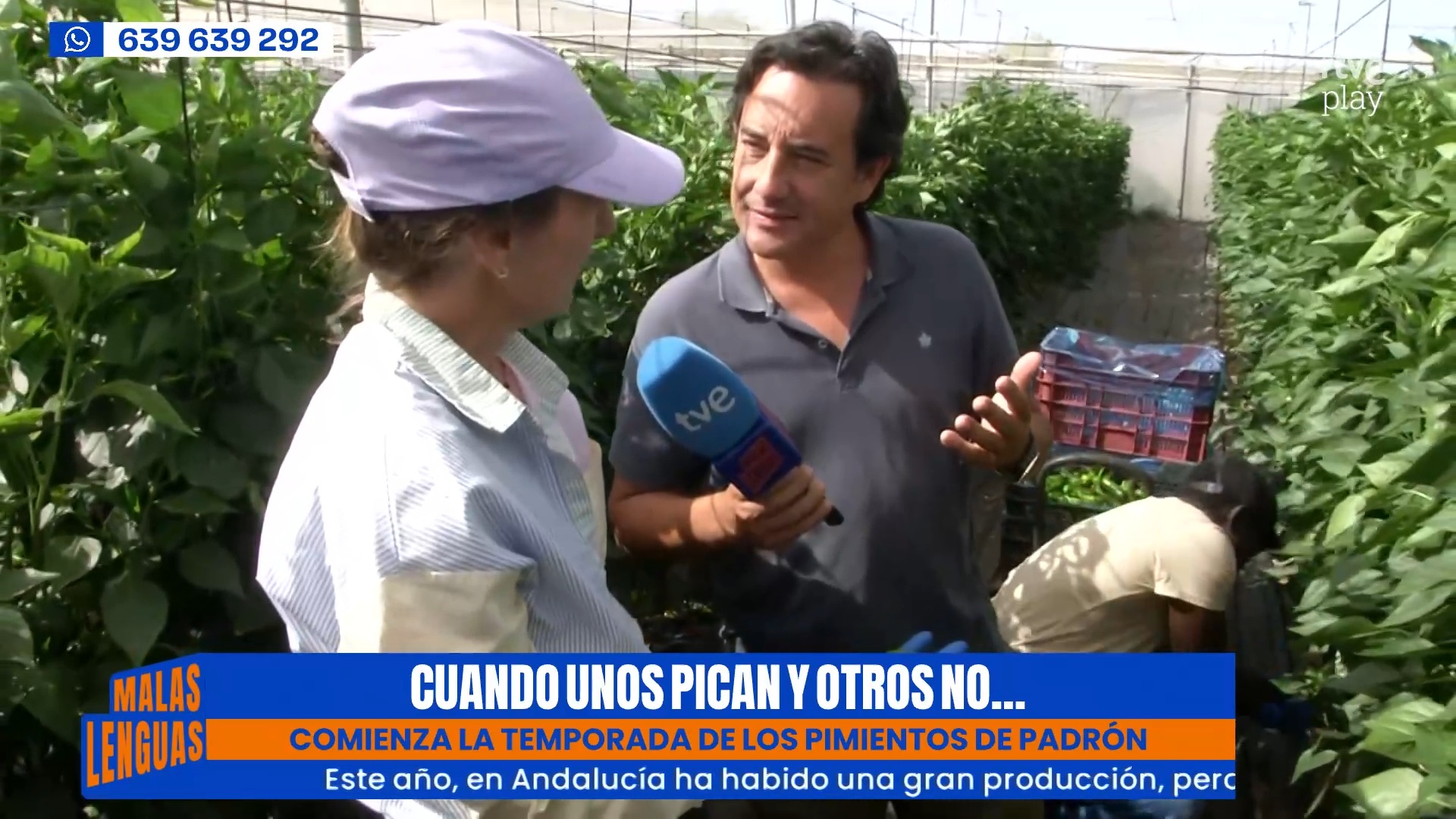 Granada prevé recoger 30.000 kilos de pimientos del Padrón este año