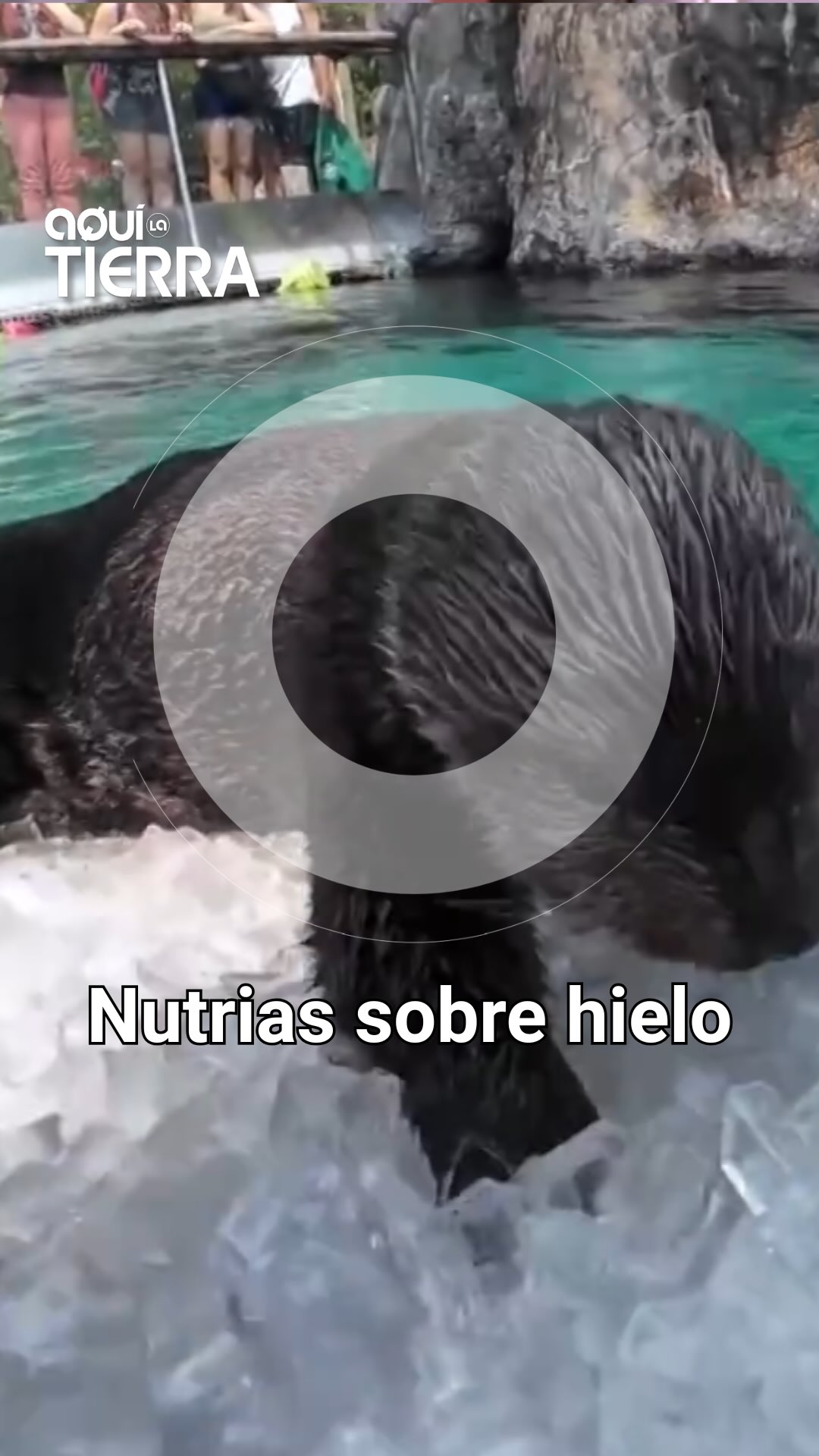 Las nutrias del zoo de Oregón se refrescan con cubitos de hielo y pescado