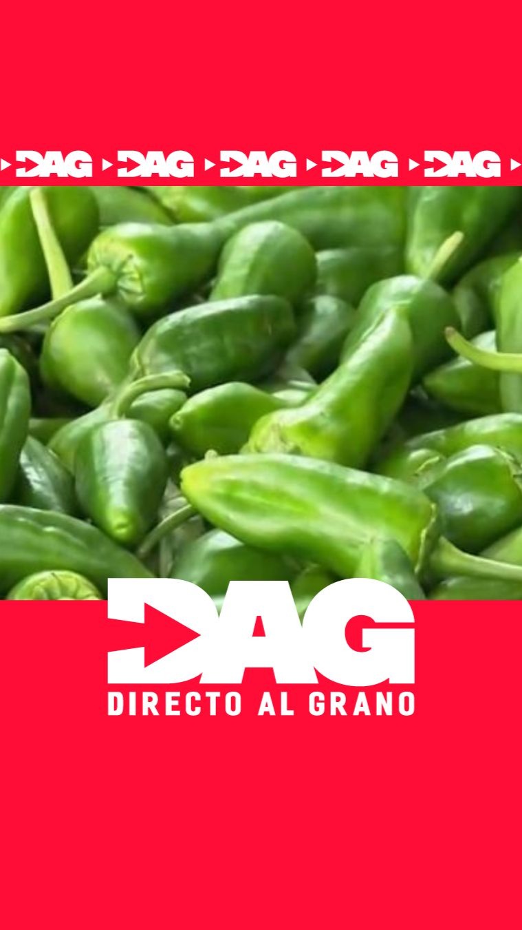 Milagros produce 11.000 kilos de pimientos de Herbón pese a las olas de calor
