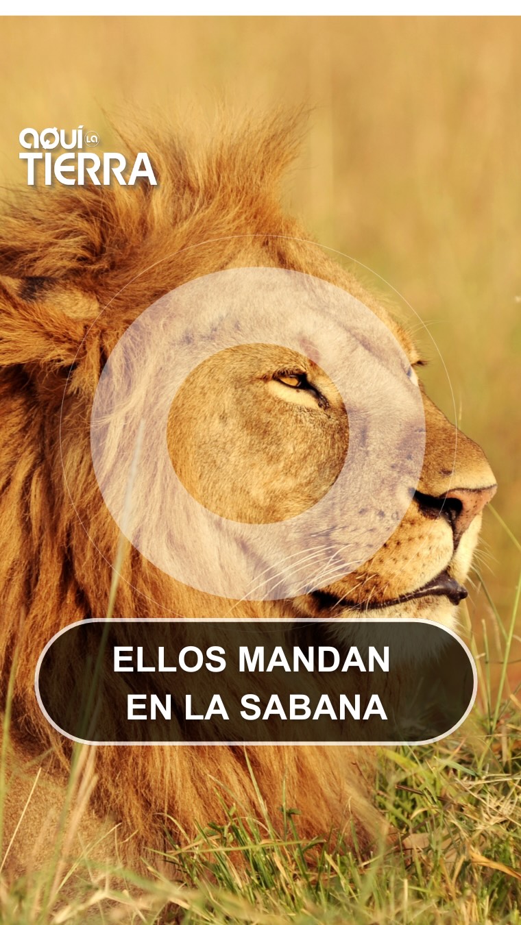 El rey de la sabana lucha por sobrevivir: solo 20.000 leones quedan en África