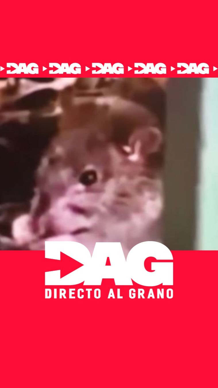 Las ratas invaden las playas de Pedregalejo y El Palo en Málaga