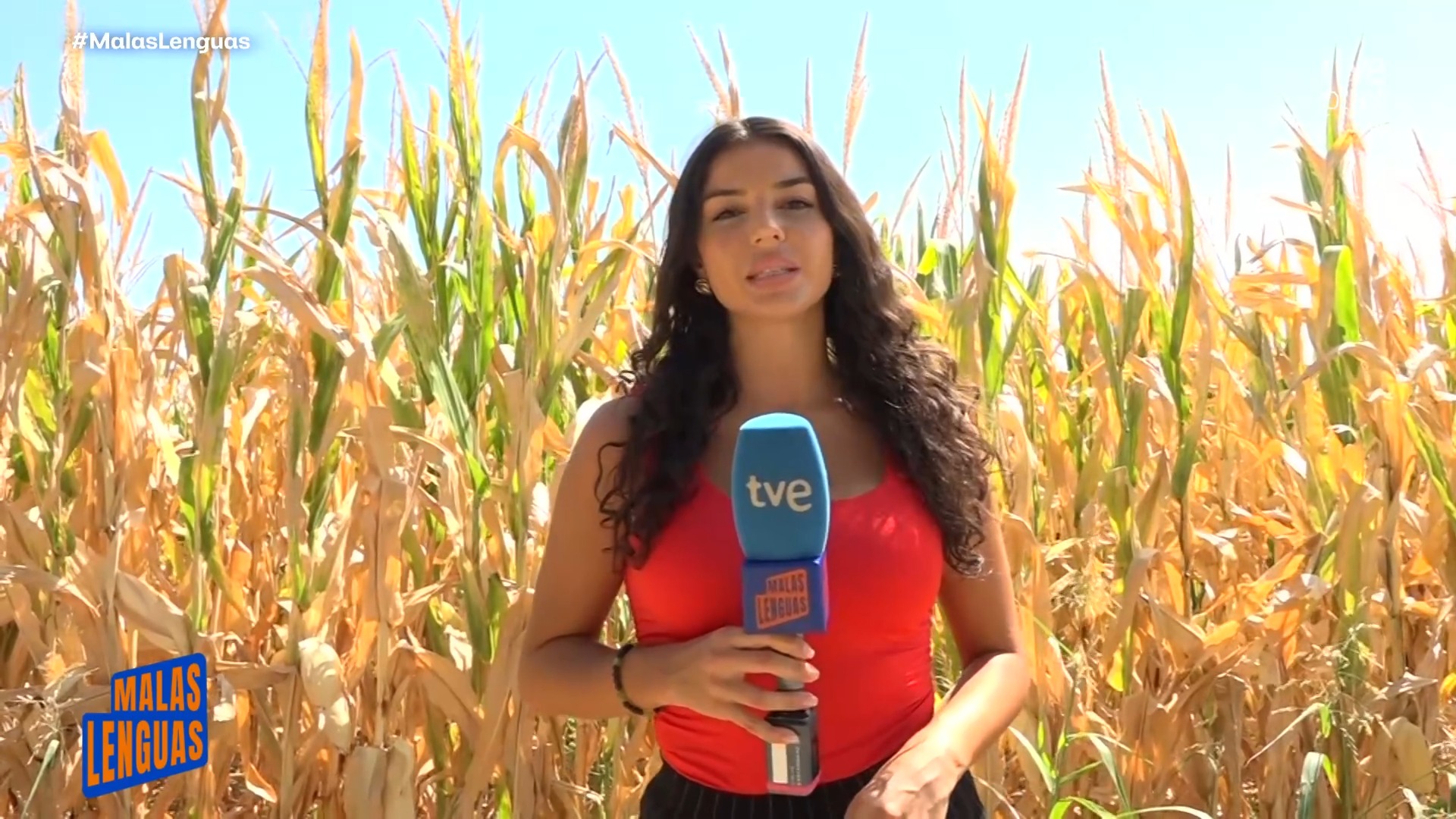 El calor de septiembre en Aragón genera plaga de araña roja en cultivos de maíz