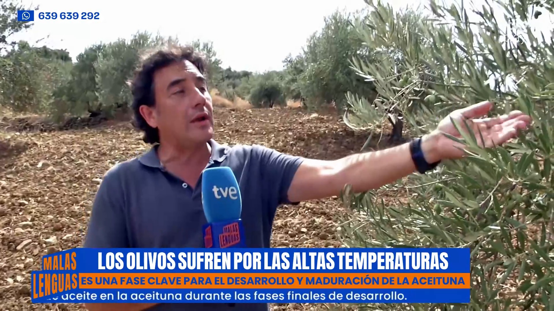 El calor extremo arrasa la cosecha de aceituna en Granada y Málaga
