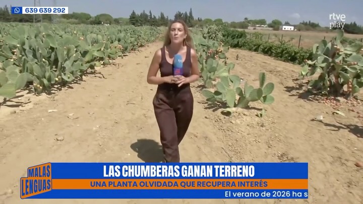 Agricultores recuperan la chumbera para resistir el calor y las sequías extremas