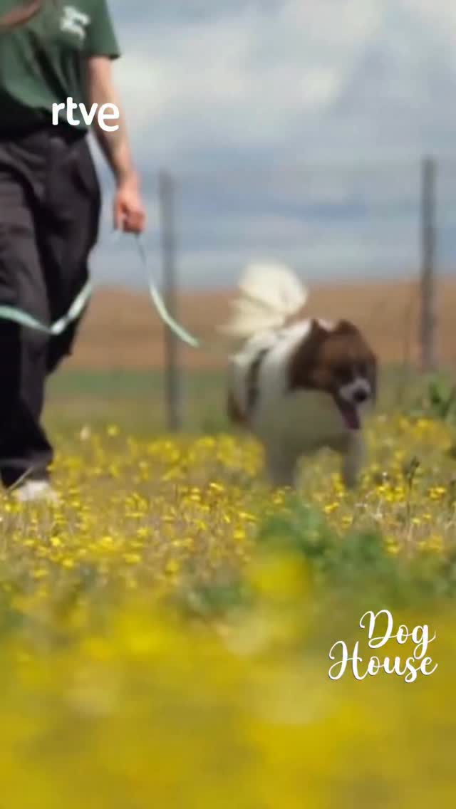 Kirik busca nueva familia tras ser abandonado por tener demasiados perros en casa