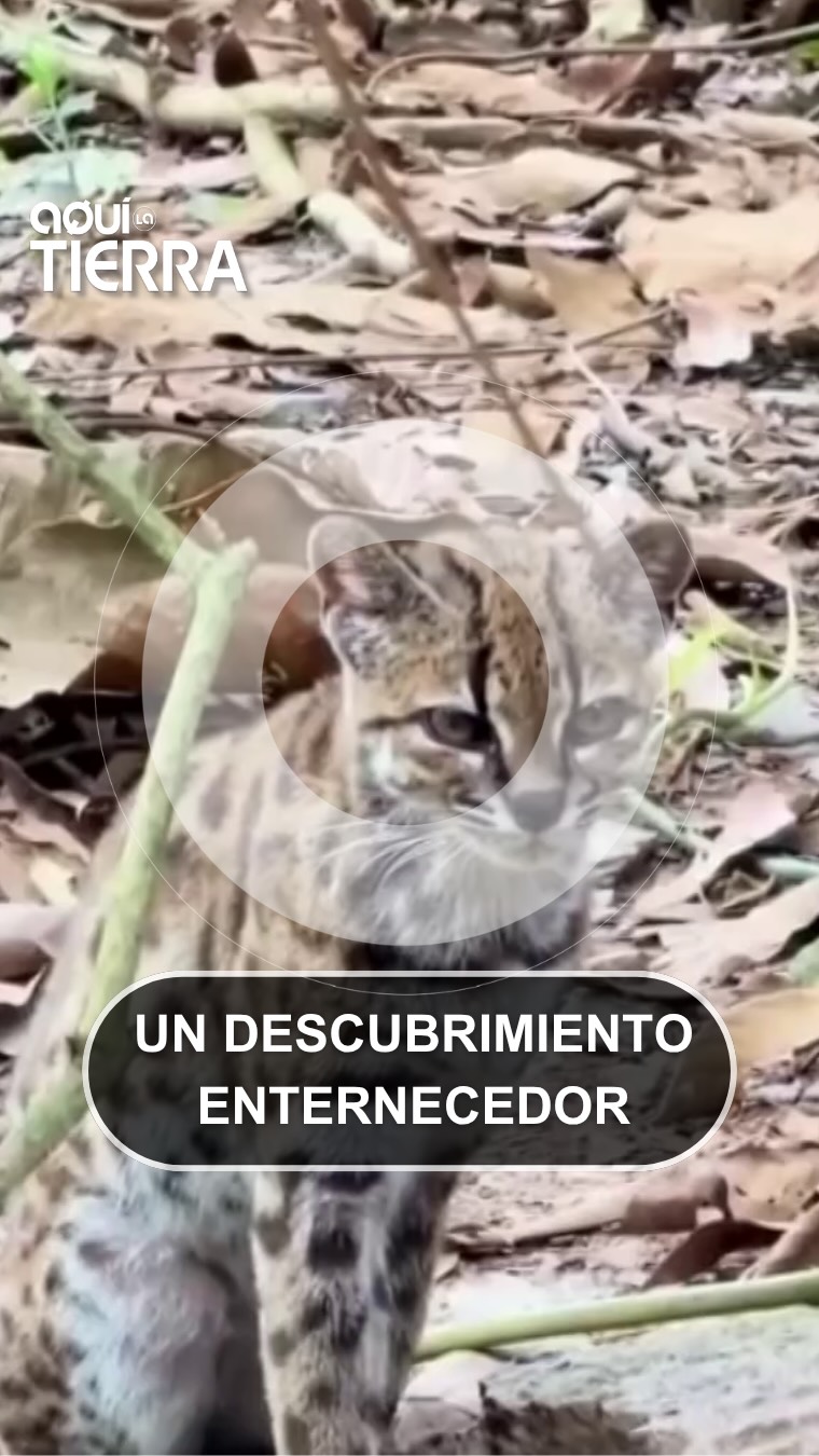 Bolivia descubre el gato tilcayo: nueva especie de felino tras más de un siglo
