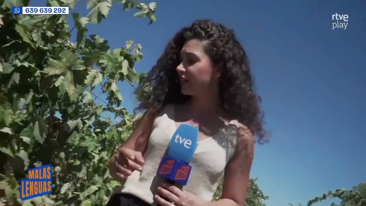 El calor adelanta la vendimia: España vive la cosecha más temprana de su historia
