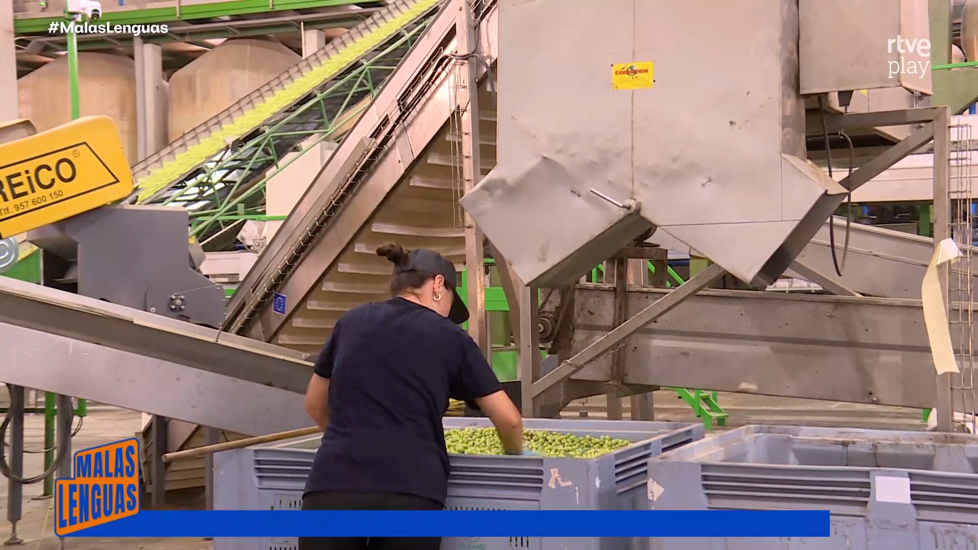 La cosecha de aceituna en Sevilla cae un 28% por la ola de calor