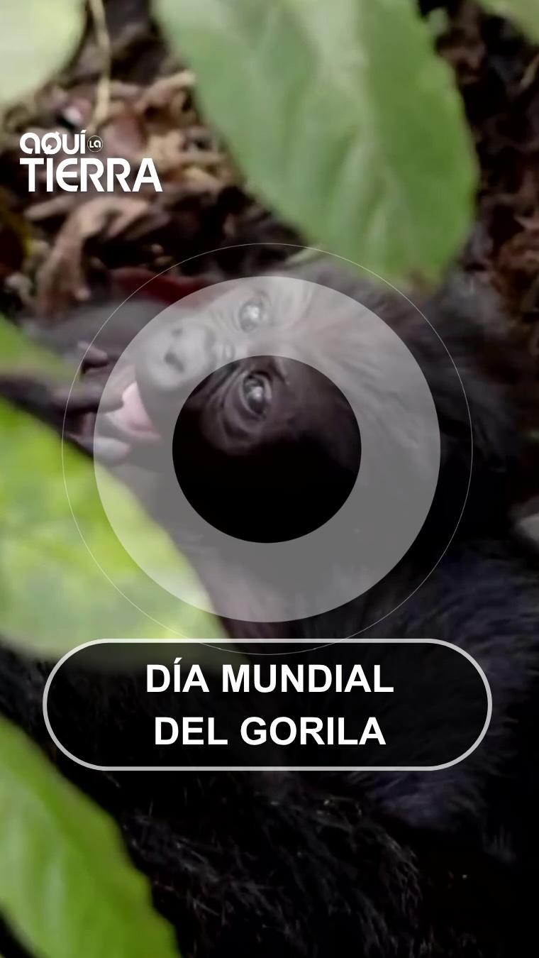 Día Mundial del Gorila: Uganda planta árboles para salvar a los últimos mil