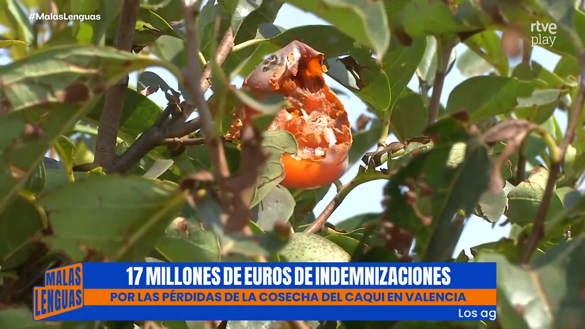Agricultores valencianos esperan 17 millones por pérdidas en la cosecha de caqui