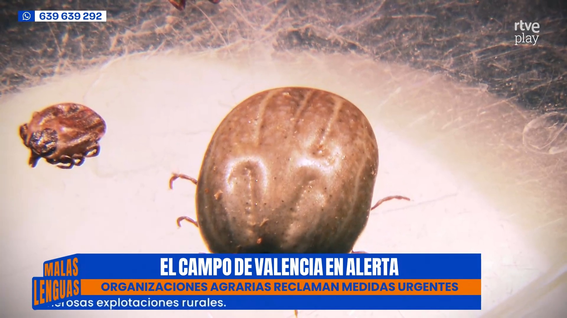 Alarma en el campo valenciano: plaga de garrapatas hospitaliza a agricultores