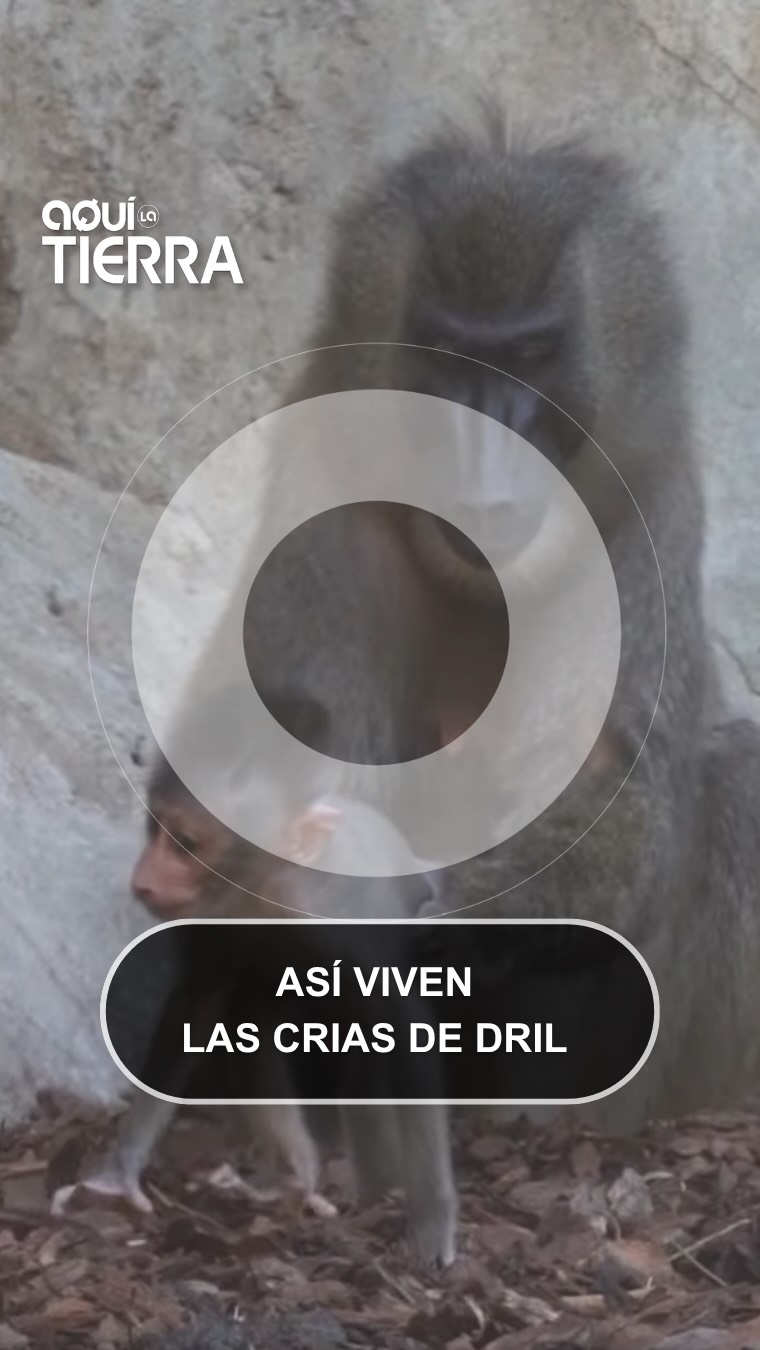 Nacen dos crías de drill en el Bioparc de Valencia este verano