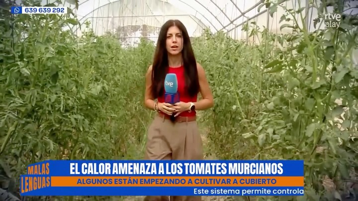 El calor extremo amenaza los cultivos de tomate en Murcia y pone en jaque la cosecha