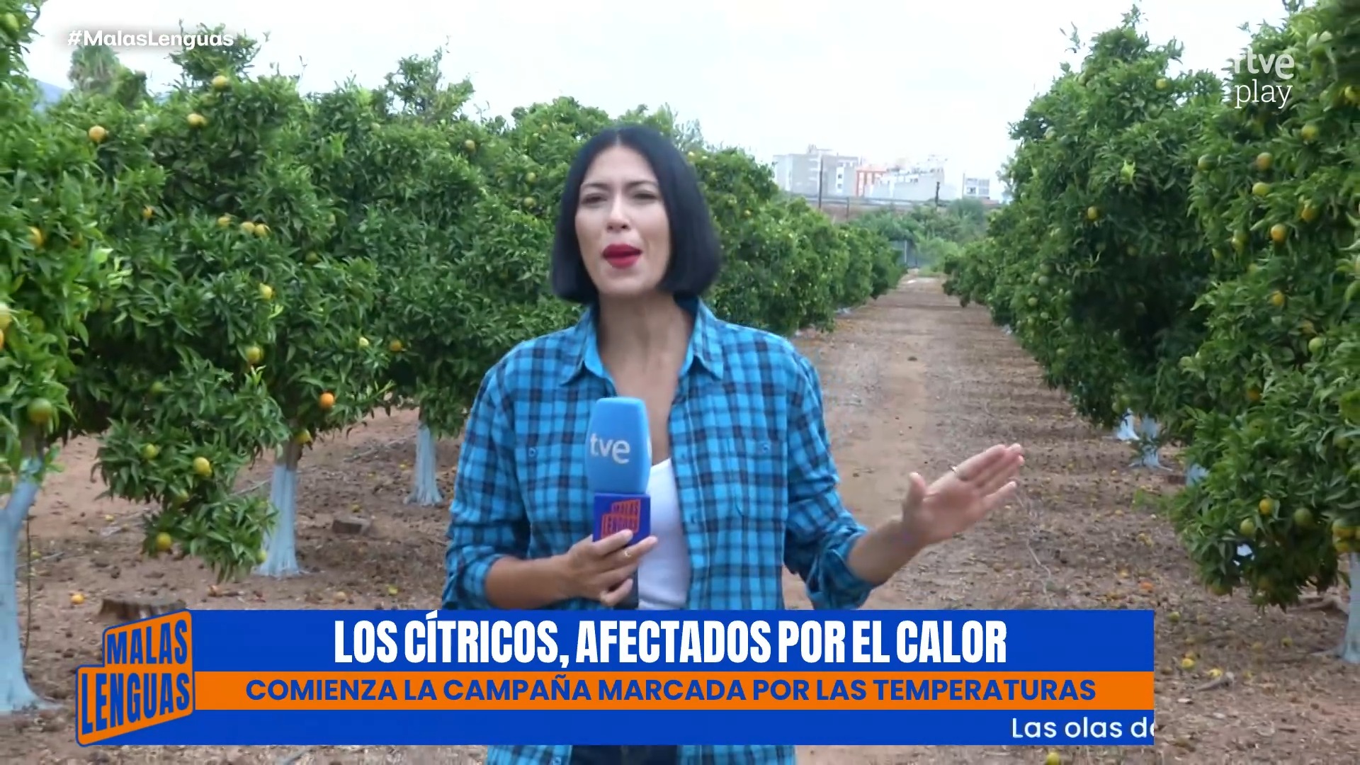 Campaña de cítricos en riesgo por el calor extremo y la sequía
