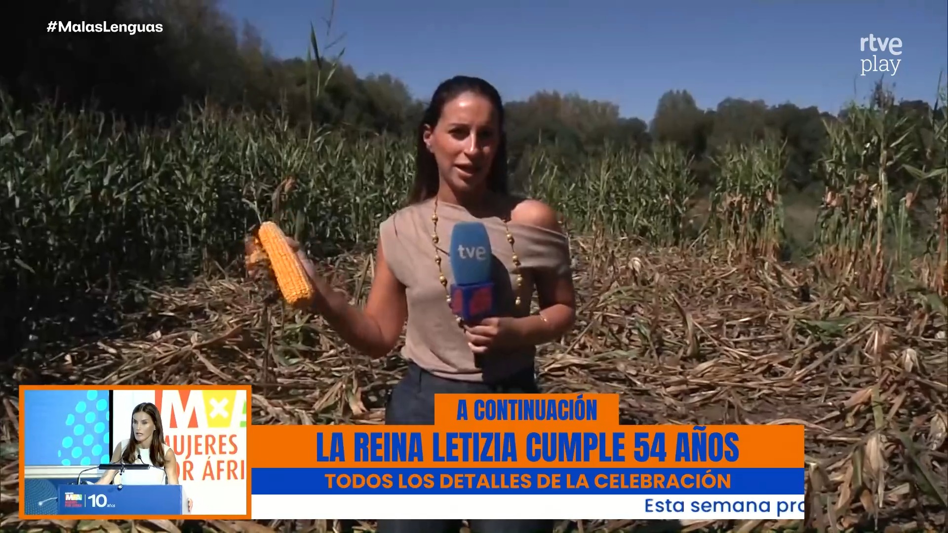 Jabalíes destrozan los campos de maíz en Rodeiro en plena cosecha