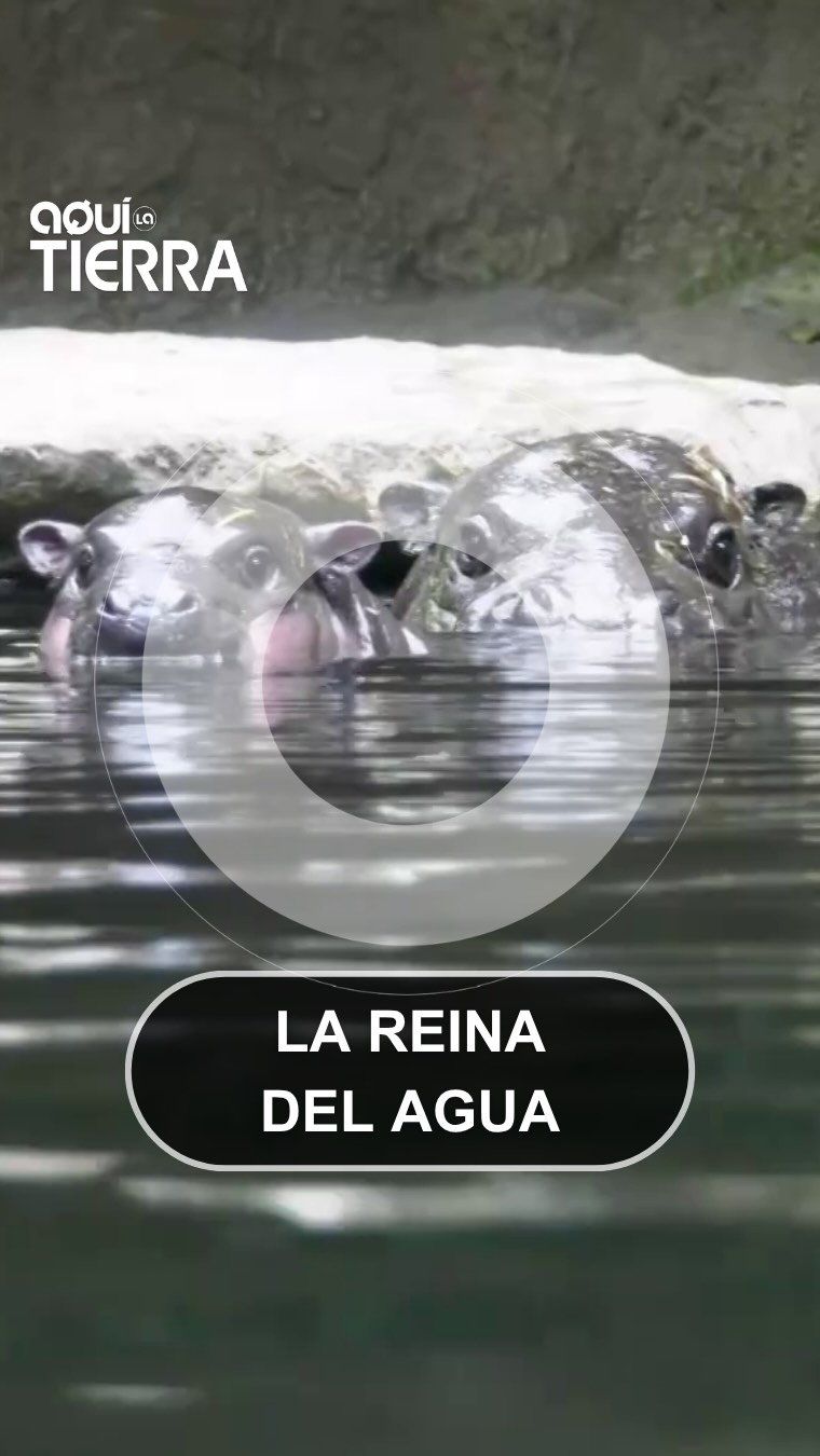 Brochen baila bajo el agua y conquista el zoo de Berlín