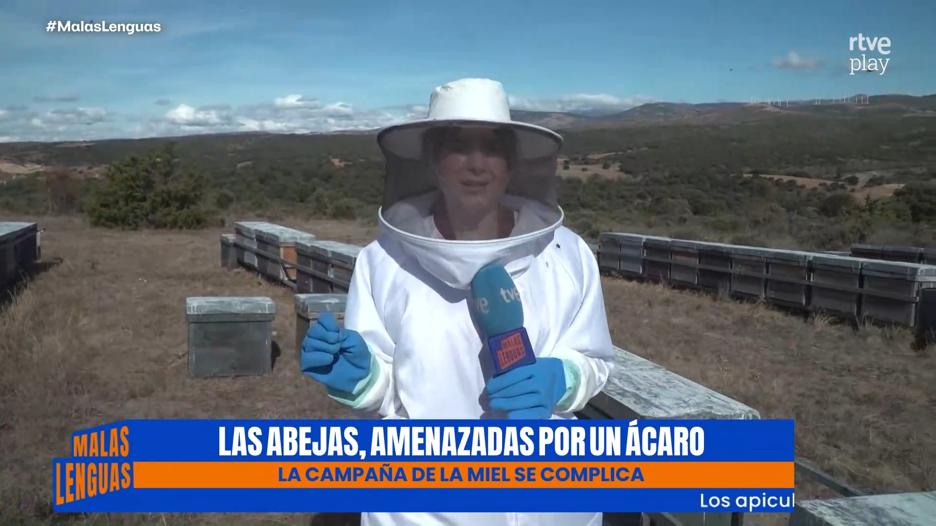 Los abejarucos diezman las colmenas: apicultores al límite por la plaga de aves
