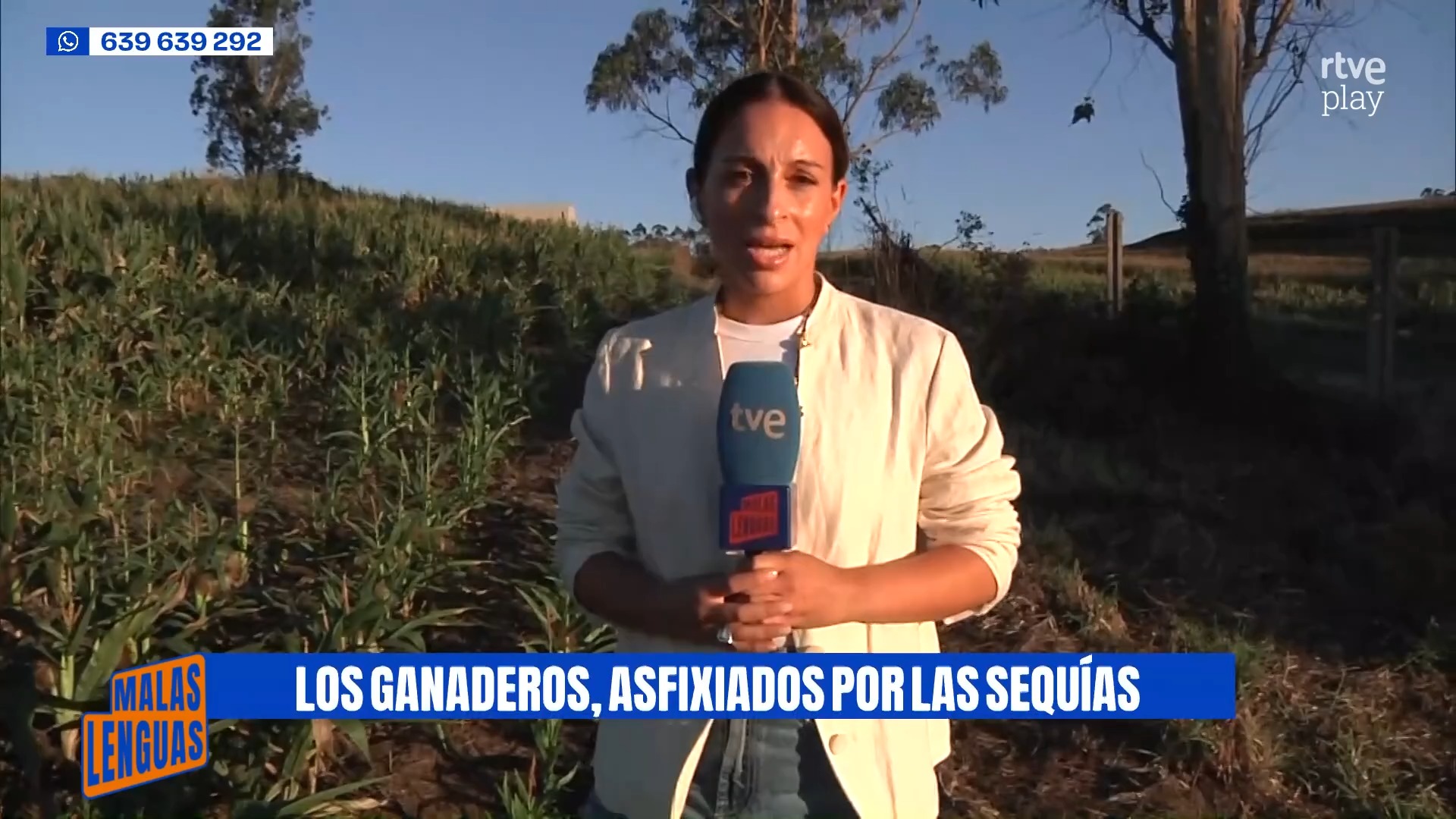 Ganaderos de Musea alertan de la peor sequía en años por falta de lluvia