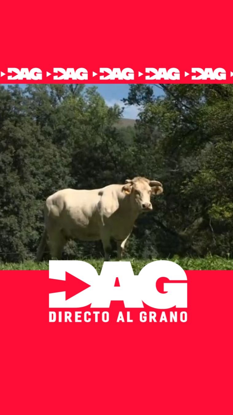Celia dedica su vida a 34 vacas en la ganadería de Asnogáis