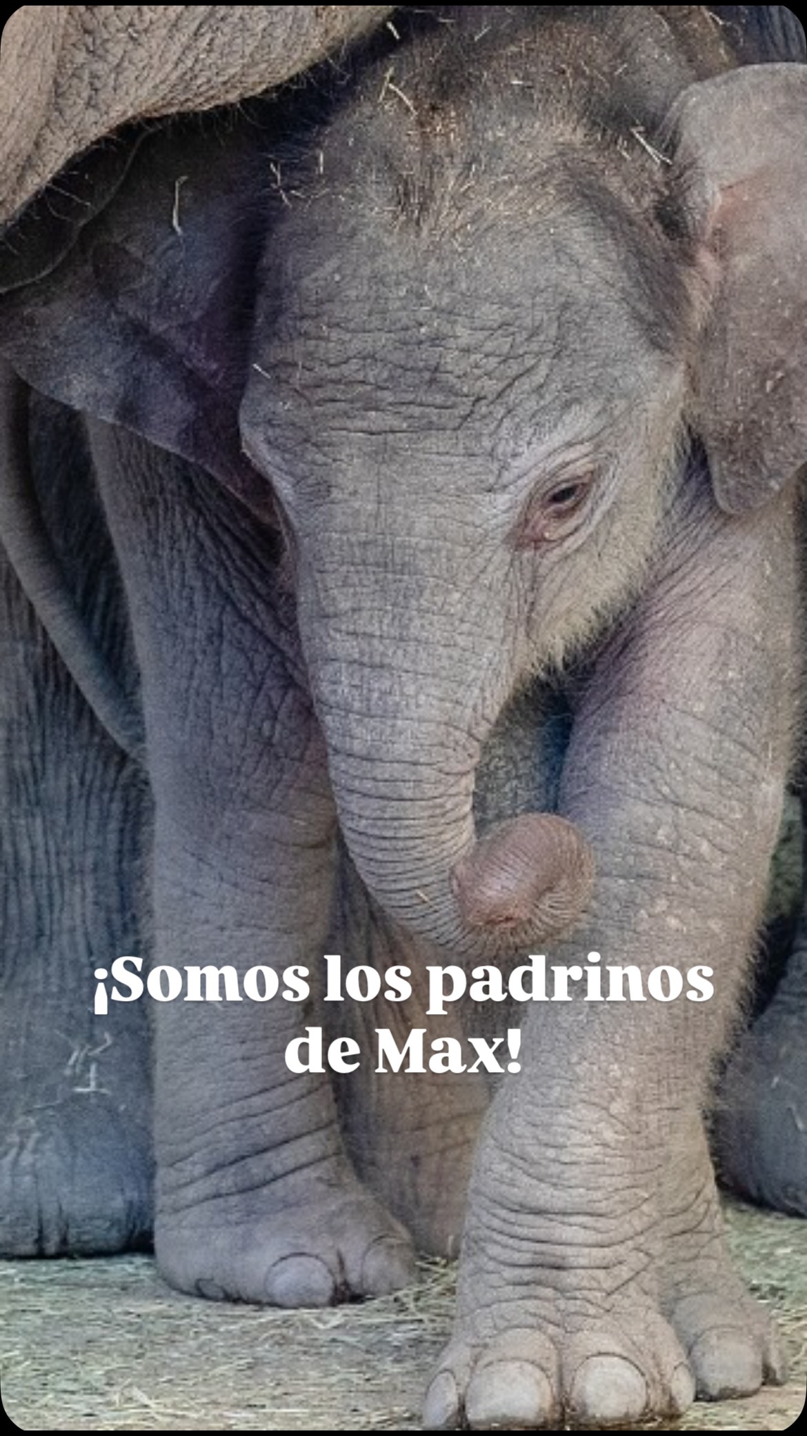 Max el elefantito de Sumatra ya tiene padrinos oficiales: David Cantero y Marta Solano