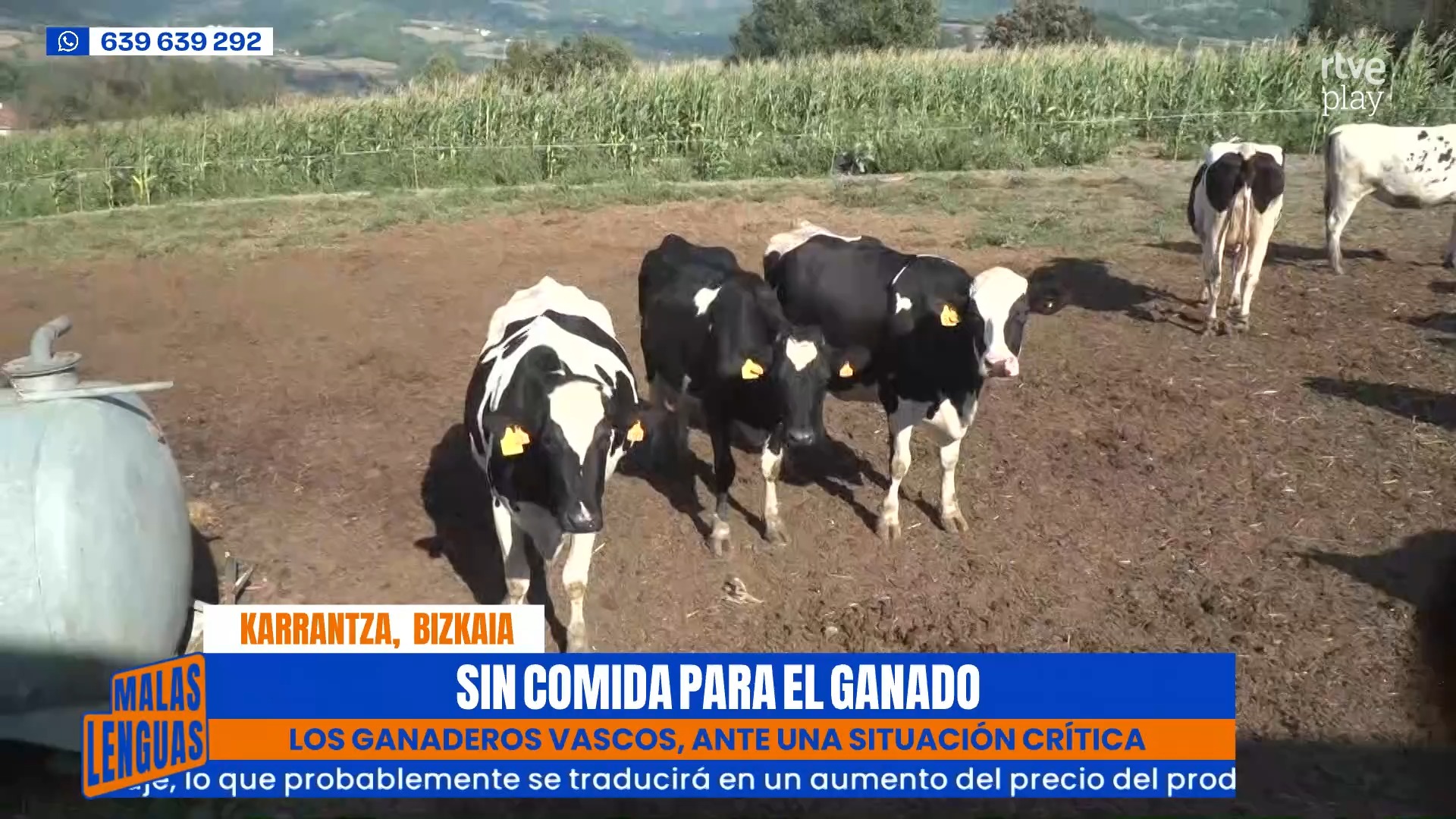 Ganaderos vascos piden ayudas extraordinarias por la sequía que seca los pastos