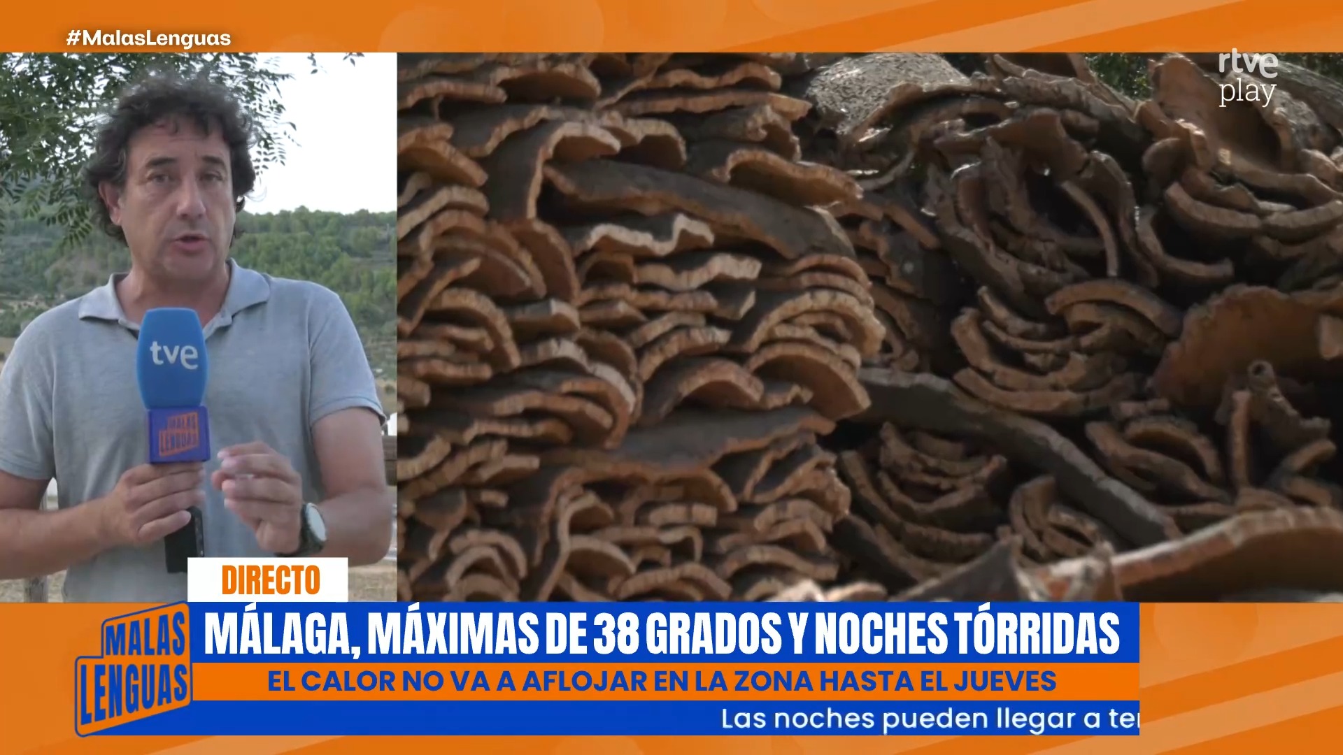 La sequía y el calor reducen un 30% la producción de corcho en Málaga